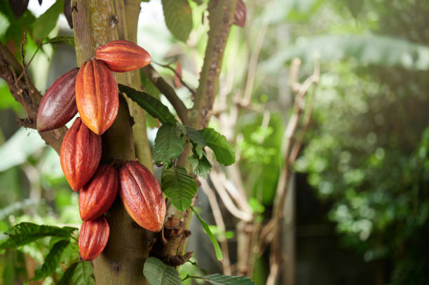 istock Cacao pods harvest theme 1394720897