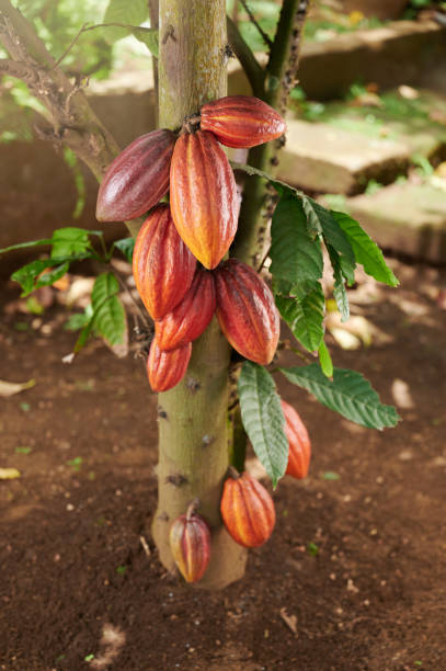 istock Group of ripe clean cocoa pods 1394720906