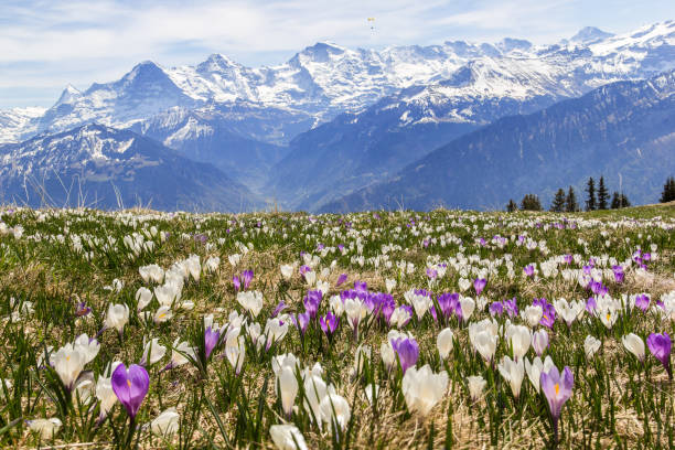 春先の雪山を背景にしたアルプスの野生のクロッカスの花 - spring crocus temperate flower european alps ストックフォトと画像