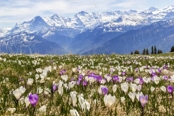 Wild crocus flowers on the alps with snow mountain at the background in early spring - focus stacking