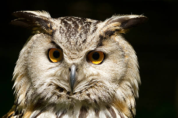 istock Portrait of eagle-owl 139472135