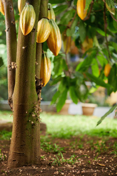 Group of growing yellow cacao pods on blurred leafs background