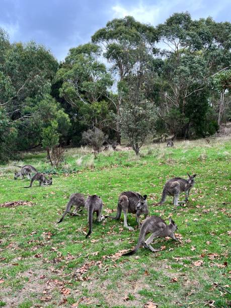 istock Family of wallabies 1394722066