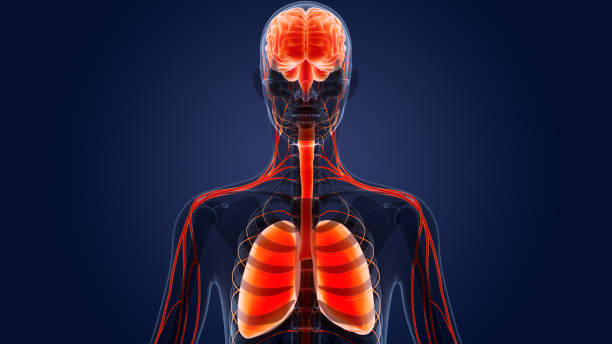 肺解剖学を用いたヒト内臓脳 - human lung tuberculosis bacterium emphysema human trachea ストックフォトと画像