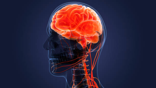 istock Central Organ of Human Nervous System Brain Anatomy 1394723780