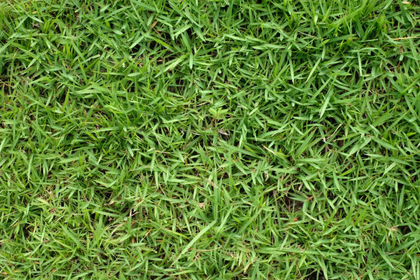istock green grass , green nature background 1394723903
