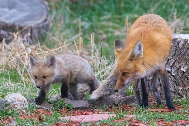 Wild Fox Feeding Her Pups stock photo