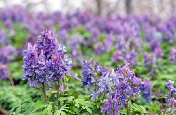 코리달리스 카바의 첫 봄 꽃은 에이프릴 숲에서 피어납니다. - corydalis 뉴스 사진 이미지