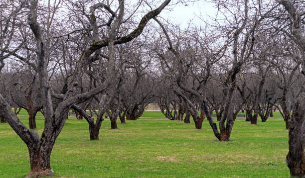istock Apple trees without leaves in early spring. Apple orchard landscape with perspective. 1394727445