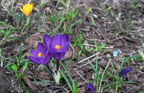 istock Spring flowers of violet crocuses. Crocus Tomasini or Saffron Tomasini is often referred to as early or snow crocus. 1394727448