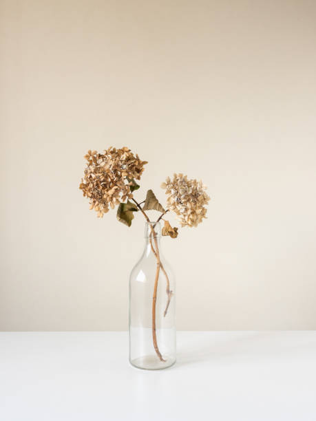 istock Vertical close up of dried hydrangeas in glass bottle on white table 1394728326