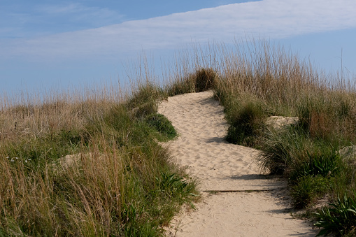 Sand dune along the Chesapeake Bay in Norfolk Virginia