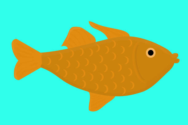 istock big goldfish salmon swims in the water 1394729193