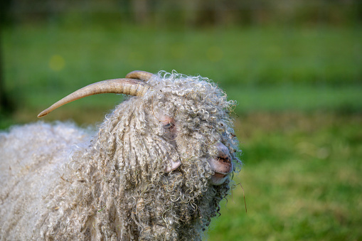 Wolley Angora goat portrait