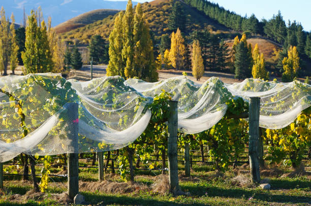 Grapevines under frost netting on a sunny Autumn afternoon at Lake Dunstan, Central Otago, Piza range in the background.