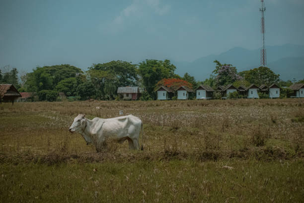 Pai is full of farmers, animals and nature. Cow is one of the easiest animal that can be spotted when in Pai.