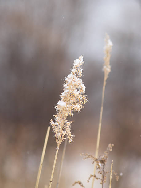 istock Whisk of dry seeds 139473411