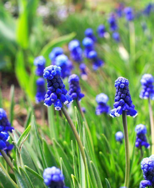 istock Blue cornflowers to close in field. 1394737125