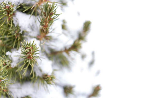 istock Christmas tree branch with snow, isolated on white background 1394737177