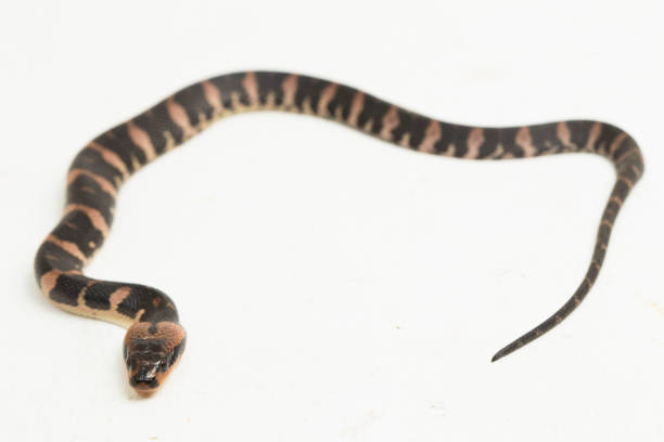 istock Baby Common puff-faced water snake Homalopsis buccata  on white background 1394737375