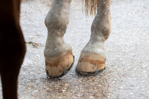 Mud fever, close up photo of a ponies dirty muddy foot which has become infected from the animal standing for long periods in wet muddy field in winter conditions.