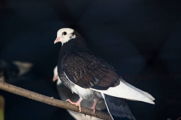 Cute pet pigeon,  breeder, domestic animals