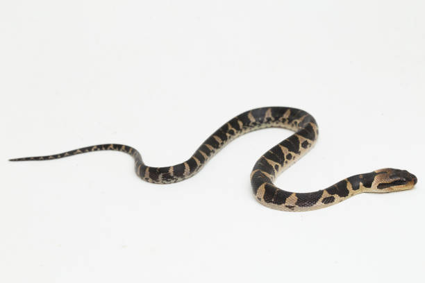 istock Baby Common puff-faced water snake Homalopsis buccata  on white background 1394737636