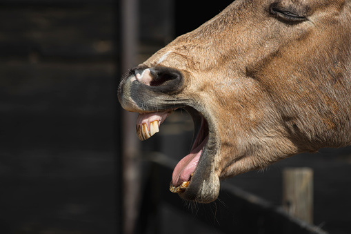 Muzzle of a yawning horse