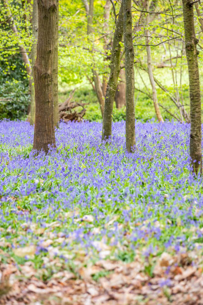 istock Chantry Wood bluebells Guildford England 1394738434