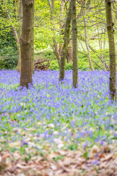 istock Chantry Wood bluebells Guildford England 1394738507