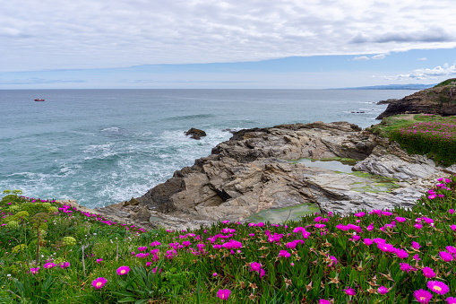 An idyllic rocky cove with blossoming flowers on the coast of Galicia with tidal pools in the foreground