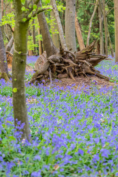 istock Chantry Wood bluebells Guildford England 1394738833