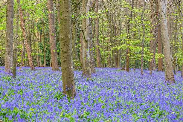 istock Chantry Wood bluebells Guildford England 1394738898