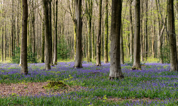 Bluebells in spring forest stock photo