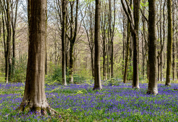 istock Forest of bluebells in the spring 1394740482