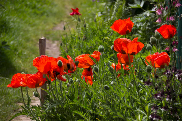 istock a blossoming red poppies flowers 1394741318