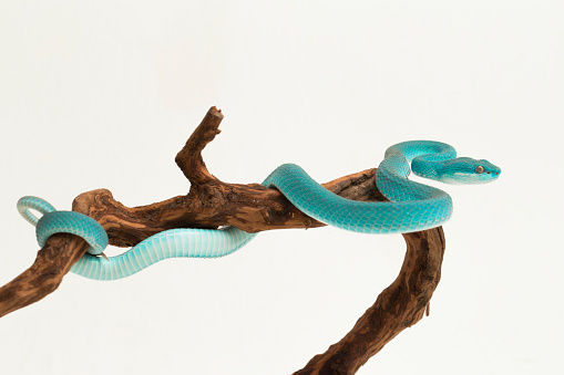 Blue Insularis Trimeresurus Insularis White-lipped Island Pit Viper snake on white background