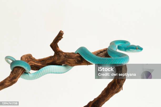 Blue Insularis Trimeresurus Insularis Whitelipped Pit Viper Snake On White Background Stock Photo - Download Image Now
