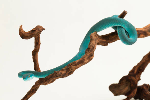 istock Blue Insularis Trimeresurus Insularis White-lipped Pit Viper snake on white background 1394741735