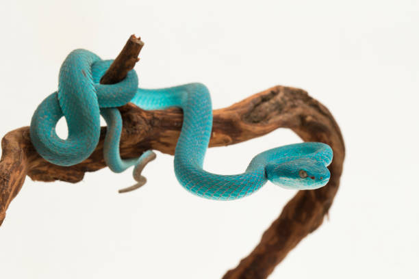 istock Blue Insularis Trimeresurus Insularis White-lipped Pit Viper snake on white background 1394741823