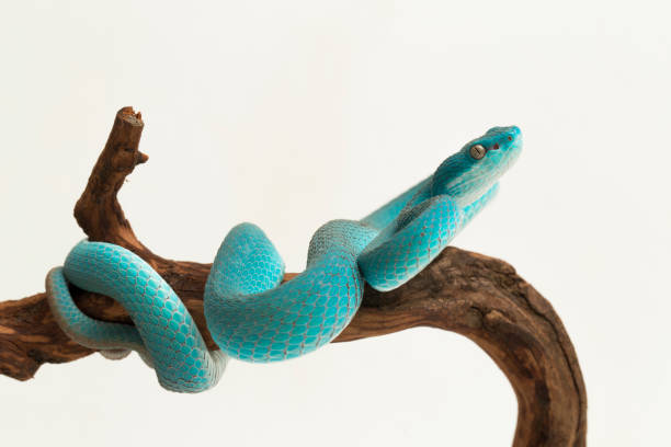 istock Blue Insularis Trimeresurus Insularis White-lipped Pit Viper snake on white background 1394741824