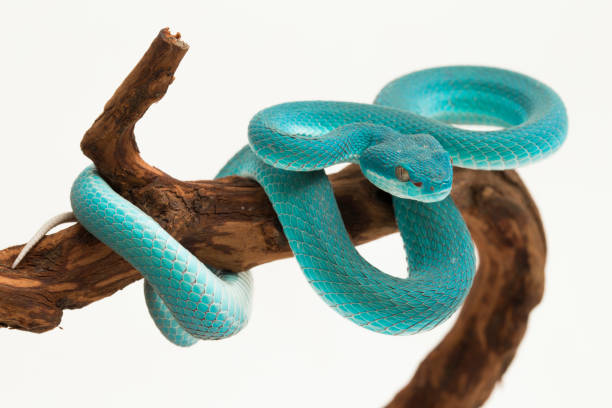 istock Blue Insularis Trimeresurus Insularis White-lipped Pit Viper snake on white background 1394741858
