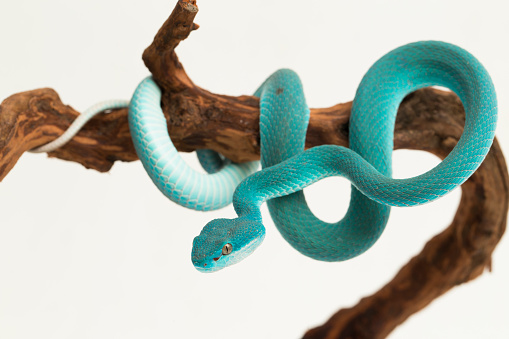 Blue Insularis Trimeresurus Insularis White-lipped Island Pit Viper snake on white background