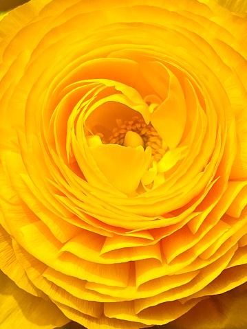Yellow rose blossom close up