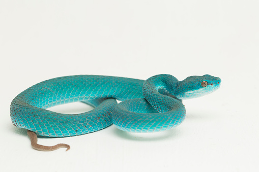 Blue Insularis Trimeresurus Insularis White-lipped Island Pit Viper snake on white background