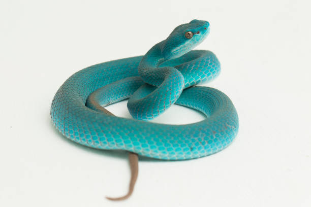 istock Blue Insularis Trimeresurus Insularis White-lipped Pit Viper snake on white background 1394742399