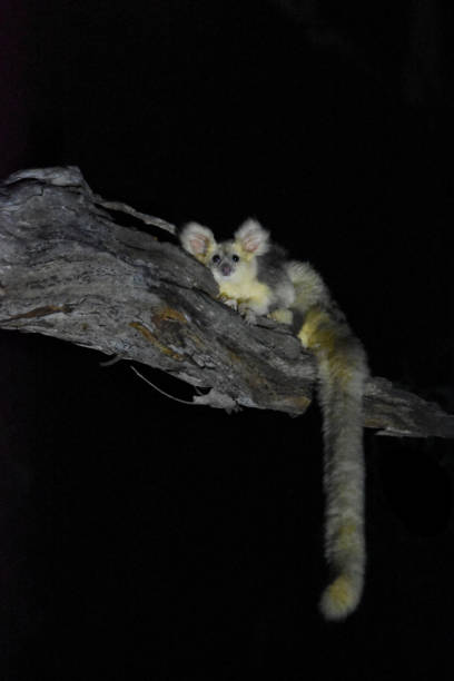 Greater Glider, Australian Wildlife