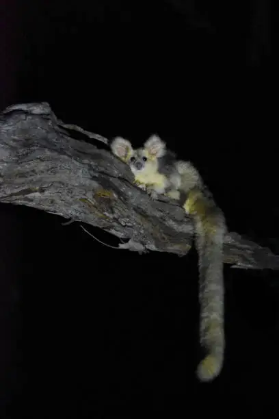 White greater glider, nocturnal marsupial in Queensland Australia