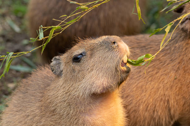 capybara - wasserschwein stock-fotos und bilder