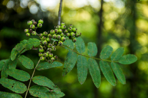 istock a green unripe berries of an rowan tree 1394743261